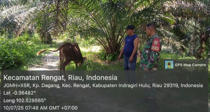Babinsa Pantau PMK Ternak Sapi  Milik Warga Dikelurahan Binaan