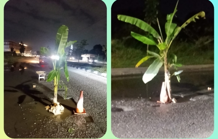 Muak Janji Tinggal Janji Warga Tanam 4 Pohon Pisang semoga Berbuah bisa tambah Biaya Perbaikan Jalan digenangi Banjir