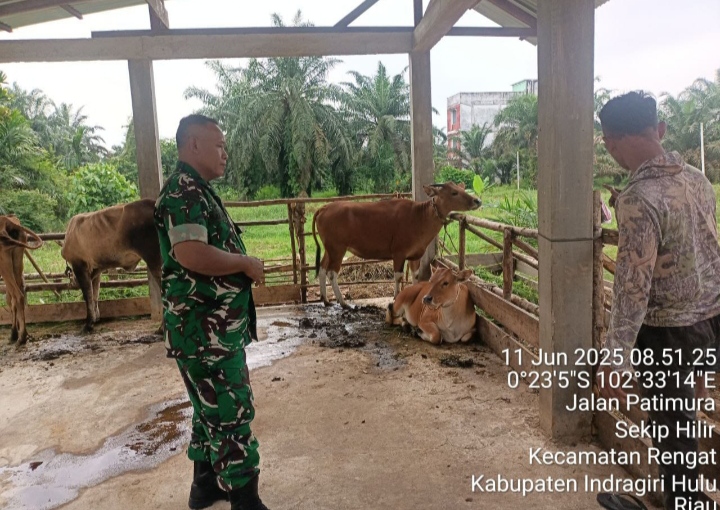 Cek Ternak , Waspadai PMK Babinsa Sambangi Peternak Sapi Kekandangnya.