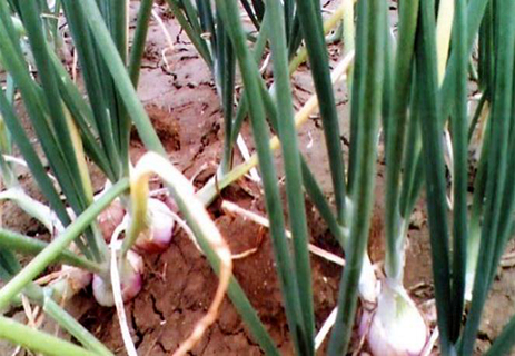 Petani Mengeluh, Harga Benih Bawang Selangit
