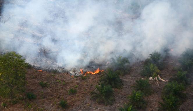 Kementerian Lingkungan Hidup Menangkan Gugatan Kasus Kebakaran Hutan Riau