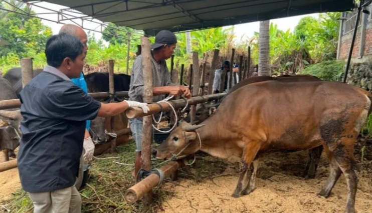 Pemerintah Pastikan Hewan Qurban di Bengkulu Bebas dari Penyakit