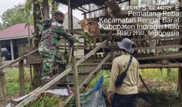 Antisipasi Datangnya Sapi Dari Luar Babinsa Ingatkan Dalam Komsos Supaya Peternak Waspada Dengan PMK