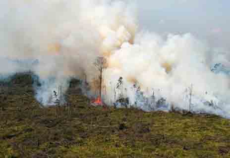 Diduga Sengaja Dibakar, Kembali Ditemukan Titik Api di TNTN
