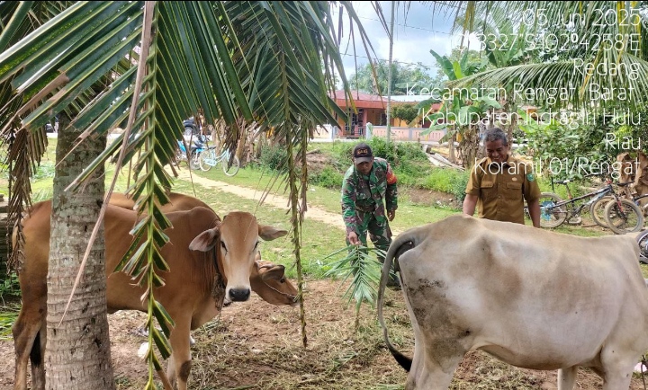 Dampak PMK Terus DibGesa Dan Diawasi Jelang Qurban Di Desa Redang Oleh Babinsa Koramil 01/Rengat