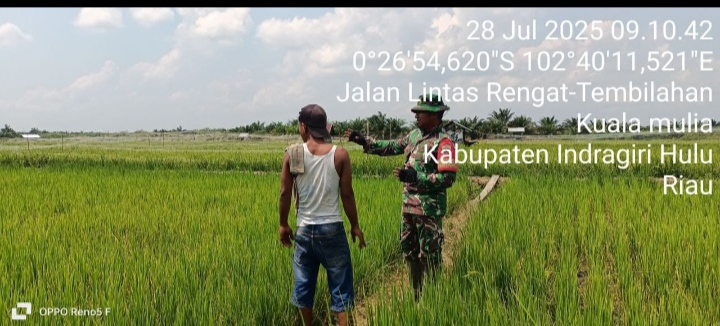 Petani Pemula Bisa Berkonsultasi Dengan PPL Atau Babinsa Soal Cara Tingkatkan Produktifitas Padi.