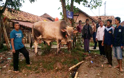 Jokowi Kirim Sapi Bull Berat 776 Kg untuk Warga