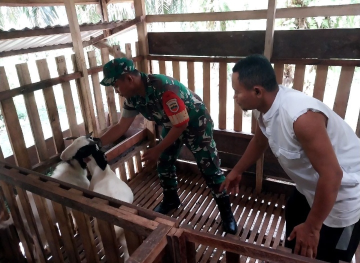 Bantu warga Babinsa Koramil 01/Rengat Bergerak Monitoring Hewan Ternak Yang Terdampak PMK.