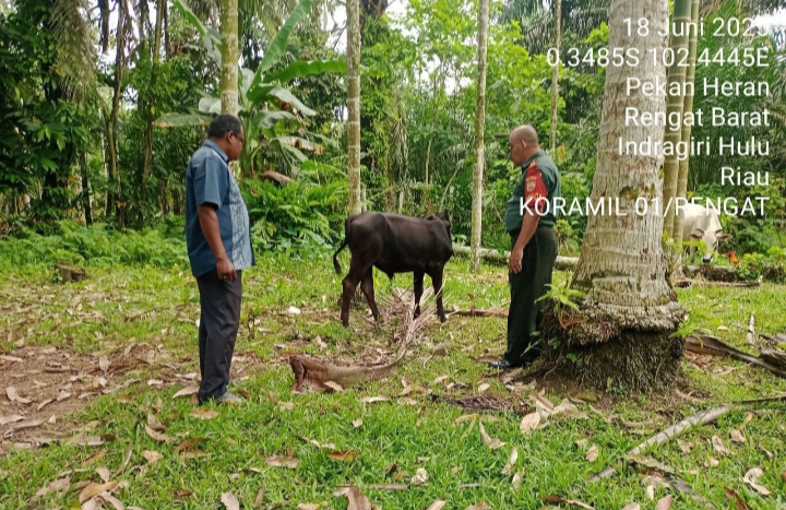 Dapat Tingkatkan Sumber Penghasilan Peternak Babinsa Melaksanakan Komsos Pantau Kesehatan Ternak Sapi