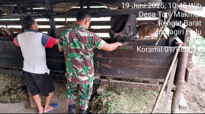 Jika Ditemukan Tanda PMK peternak Cepat Menghubungi Pihak Terkait Agar Cepat Penangananya.