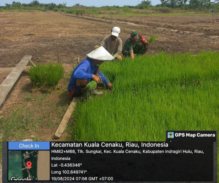 Tingkatkan Ketahanan Pangan Babinsa Kuala Dampingi Petani Tanam Padi