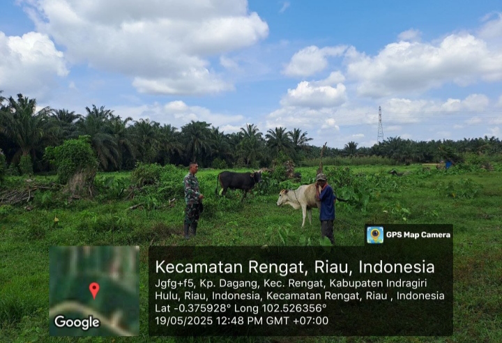 Babinsa Koramil 01/Rengat Siaga  Melaksanakan Pemantaun Peternak Sapi, Cegah Penyebaran PMK.
