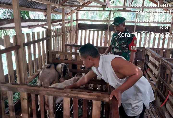 Program Pemerintah Untuk Pemberian Vaksin Pada Ternak Babinsa Sampaikan Saat Komsos Di Desa Binaannya.