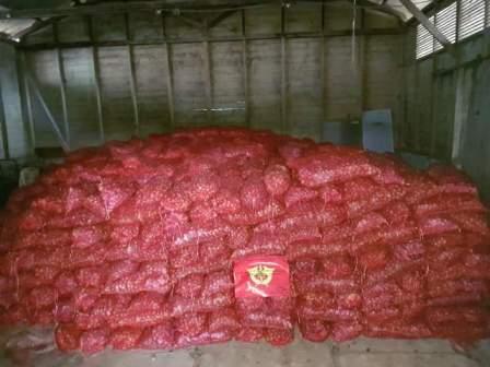 BC Bengkalis Amankan 20 Ton Bawang Ilegal dari Malaysia