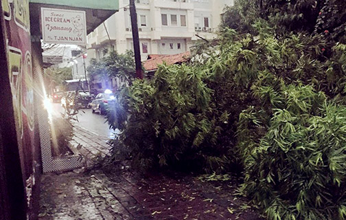 Hujan Merata di Jakarta, Pohon Tumbang Tutup Beberapa Jalan