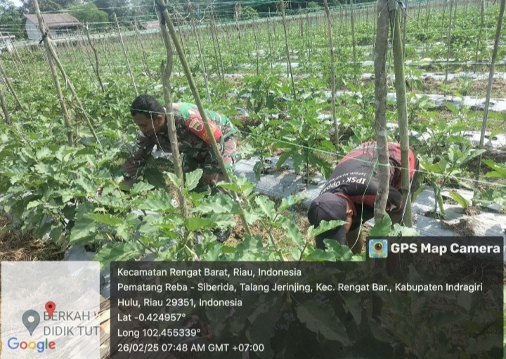 Sambangi Petani Jagung Dan Terong Babinsa Jalankan Komsos Bersama Di Desa Redang.