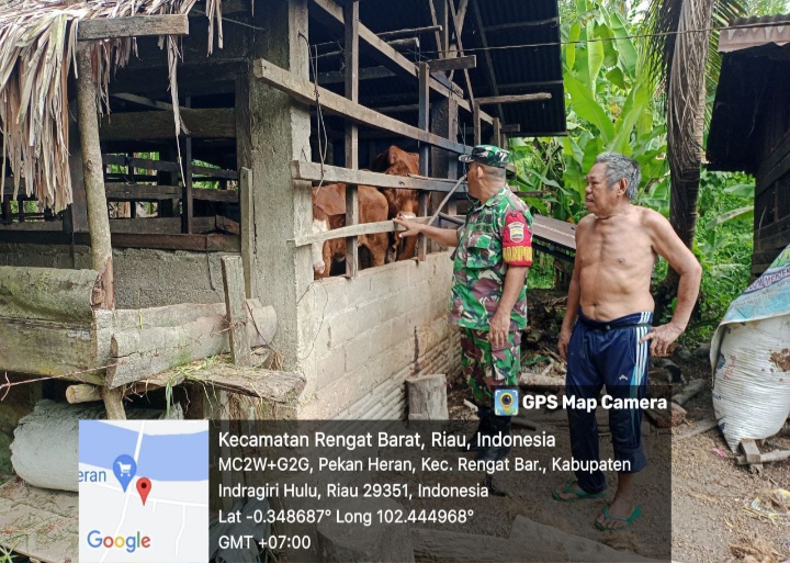 Babinsa Lakukan  Komsos Kepada Peternak Memerikan Motivasi Jelang Hari Raya Idul Adha