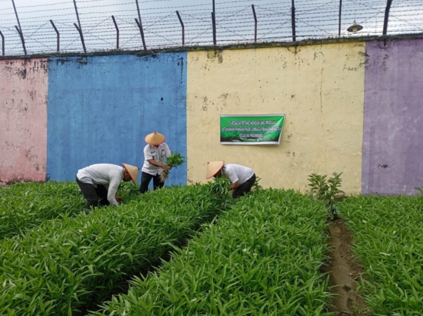 Bukti Nyata Dukung Program Ketahanan Pangan, Warga Binaan Lapas Pekanbaru Panen Kangkung