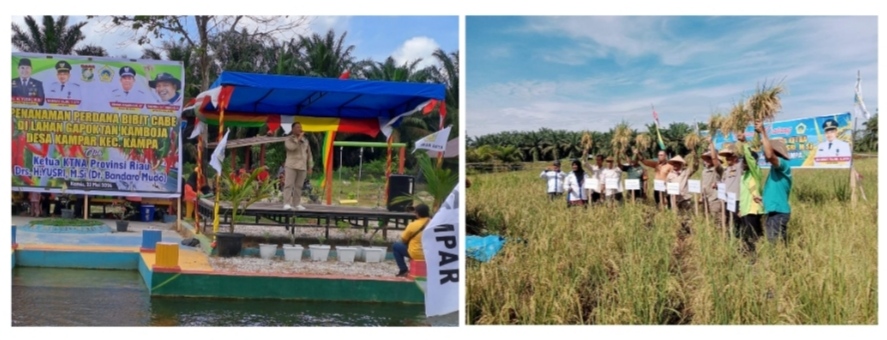 Panen Padi dan Penanam Cabai oleh Ketua KTNA Provinsi Riau bersama Kelompok Wanita Tani