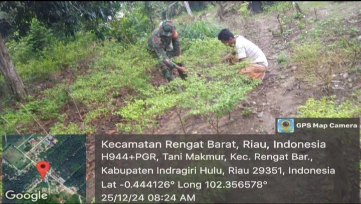 Bersihkan Lahan Tanaman Cabe Di Desa Binaan Babinsa Turun Membantu Masyarakat