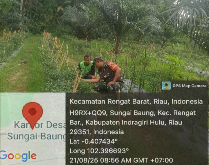 Sukseskan Gerakan Hanpangan Babinsa Koramil 01 /Rengat Komsos Dengan Petani Cabe Di Desa Binaan
