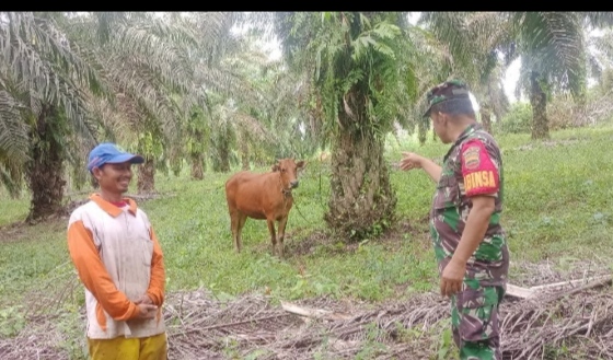 Selalu Ingatkan Warga Binaan Tentang PMK Pada Hewan Ternak Ini Kata Babinsa