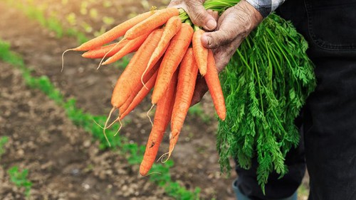 Warna Hijau dan Oranye Sayuran Tunjukkan Kandungan Nutrisinya