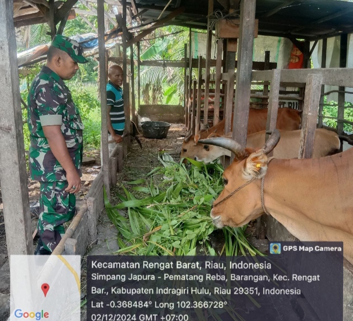 Setiap Harinya Babinsa Koramil 01/Rengat Lakukan  Pemantauan Peternak Sapi Di Desa Binaan