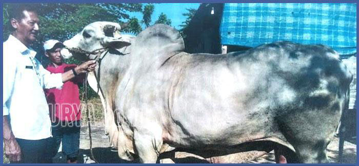 Sapi Kurban Jokowi Dibeli dari Gresik dengan Bobot 1,1 Ton