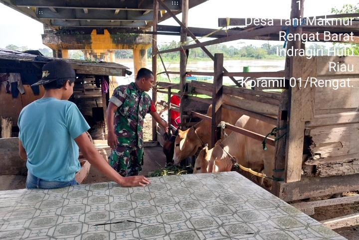 Babinsa Koramil 01/Rengat Dampingi Peternak Sapi Cegah Cegah Penyebaran PMK.