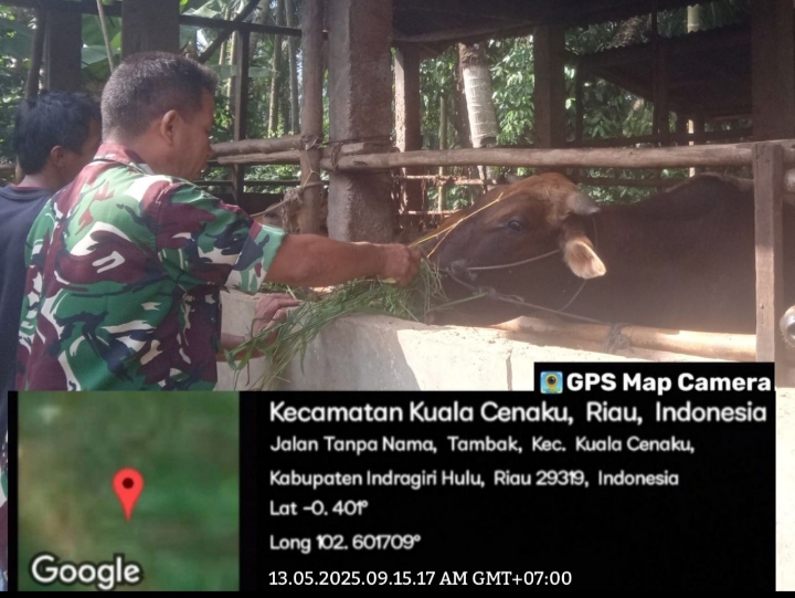 Kondisi Kandang Pengaruhi Kesehatan Ternak, Maka Babinsa Cek Kondisi kandang Agar kesehatan Sapi Milik Warga Terjaga