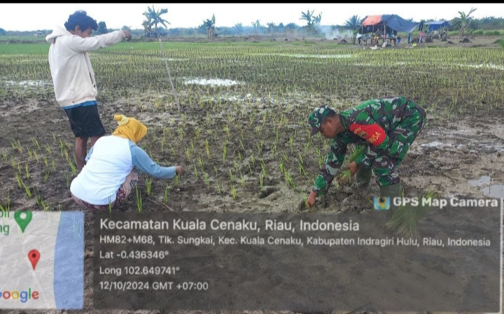 Untuk Meningkatkan Hasil Produksi Babinsa Koramil 01/Rengat Bantu Dan Edukasi Petani Padi.