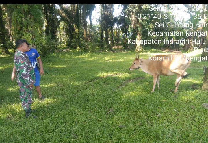 Babinsa Koramil 01/Rengat Cek Ternak Sapi Warga Antisipasi Wabah PMK Jelang Hari Raya Qurban