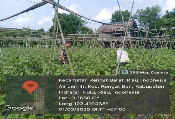 Ketahui Perkembangan Wilayah Babinsa Melaksanakan Komsos Dengan Masyarakat Petani Terong