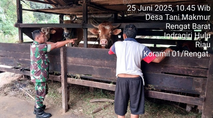 Gerak Cepat Babinsa Koramil 01/Rengat  Dampingi Peternak Sapi, Cegah Penyebaran PMK.