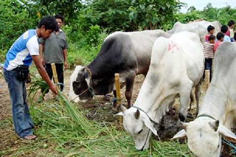 Ribuan Hewan Dinyatakan Aman Untuk Qurban