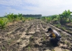 Perkuat Program Swasembada Pangan Polres Inhu Turun Lakukan Pengecekan Lahan Jagung Pipil 4 Hektar