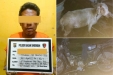 Curi Kambing, Seorang Lelaki Ditangkap Warga dan Diserahkan ke Polsek Bagan Sinembah