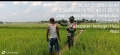 Petani Pemula Bisa Berkonsultasi Dengan PPL Atau Babinsa Soal Cara Tingkatkan Produktifitas Padi.